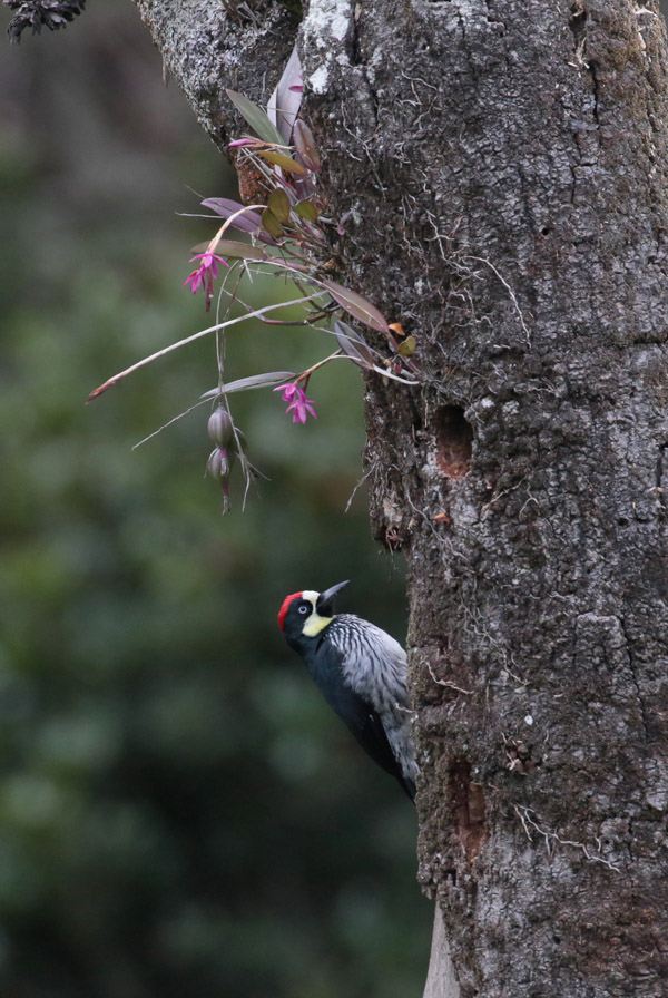 Acorn Woodpecker